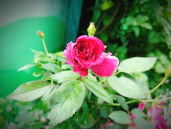 Close-up of pink rose blooming outdoors