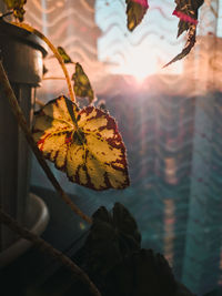 Close-up of sunlight streaming through autumn leaves