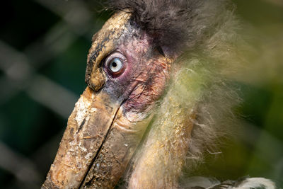 Close-up of a bird looking away