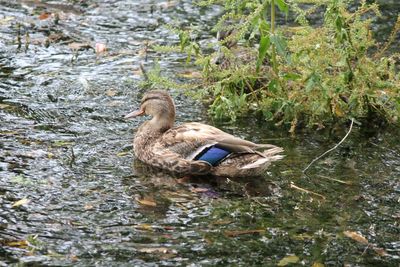 High angle view of mallard duck swimming in lake