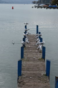 Seagull perching on wooden pier