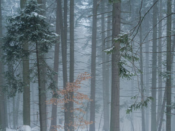 Pine trees in forest during winter