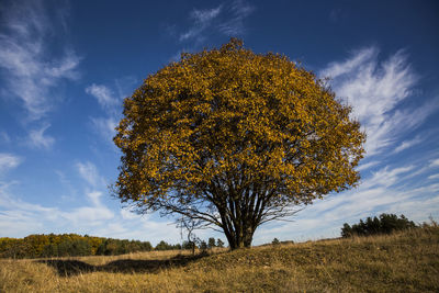 Tree against sky