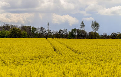 Scenic view of oilseed rape field against sky