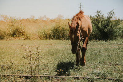 Full length of a horse on field