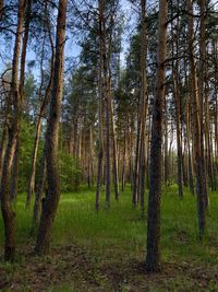 Trees in forest