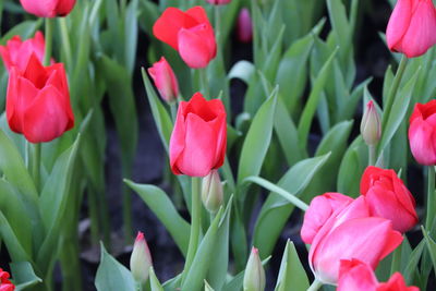 Close-up of pink tulips