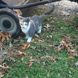 Cat looking up