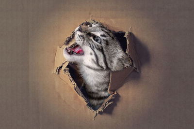 animal