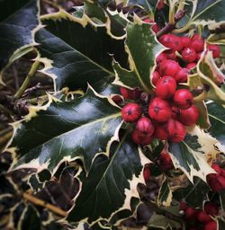 Close-up of berries growing on plant