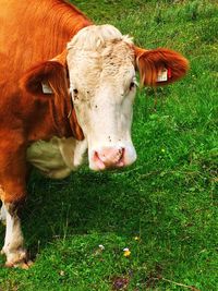 Portrait of horse on field