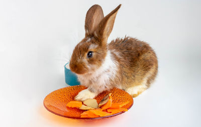 The red rabbit is sitting and eating carrots from an orange plate.isolated on a white background
