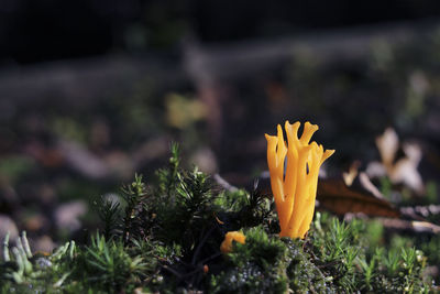 Close-up of yellow flower growing outdoors