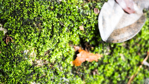 High angle view of mushroom growing on field