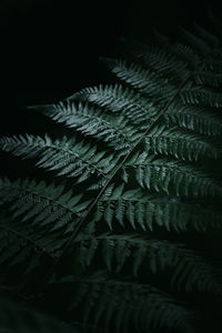 Full frame shot of feathers