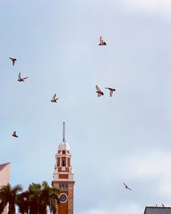 Low angle view of birds flying in sky