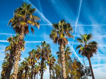 Low angle view of coconut palm trees against blue sky