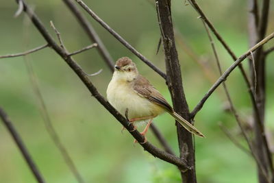 Plain prinia on the twig