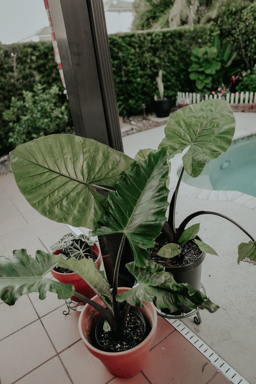 HIGH ANGLE VIEW OF POTTED PLANTS IN YARD