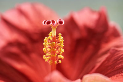 Close-up of red hibiscus flower