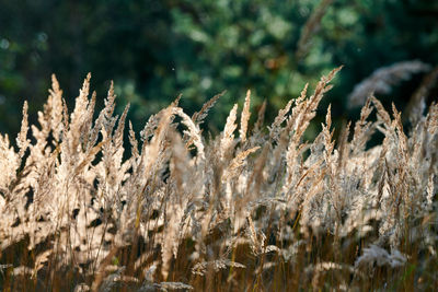 Calamagrostis epigejos bushgrass. wood small-reed grass in field. beautiful sunny background