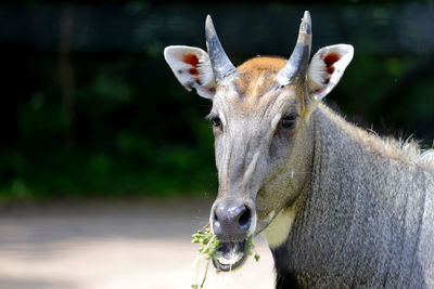 Portrait of deer