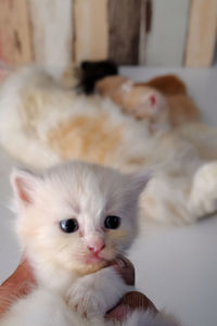 Close-up portrait of white kitten