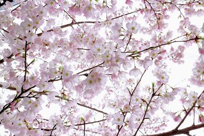 Low angle view of cherry blossoms on tree