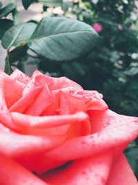 Close-up of pink rose