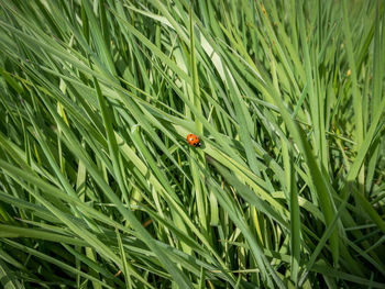 View of ladybug on grass