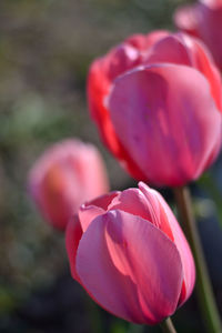 Close-up of pink tulip