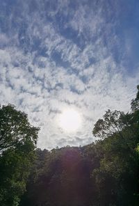 Low angle view of trees against sky