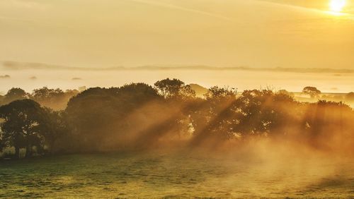 Scenic view of tree against sky during sunset