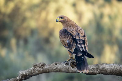 Low angle view of bird perching on tree