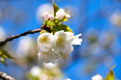 Close-up of white cherry blossom tree