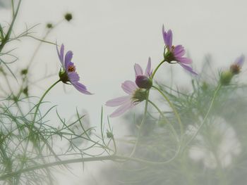 Close-up of purple flowers blooming in foggy weather