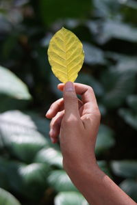 Close-up of hand holding yellow leaves