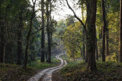 Road amidst trees in forest