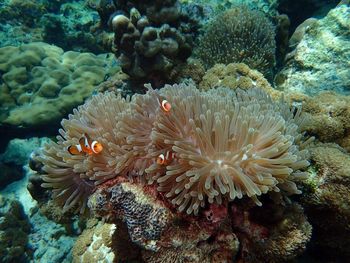 Close-up of coral in sea
