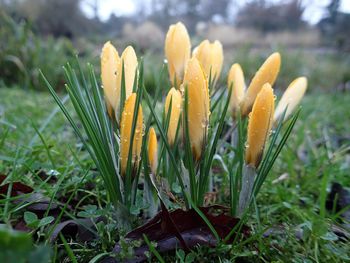 Close-up of yellow crocus blooming on field