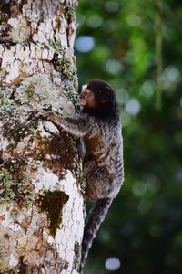 Tamarin monkey on tree trunk