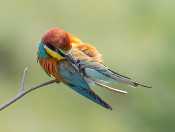 Close-up of bird perching on twig