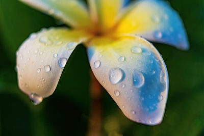 Macro closeup of white plumeria flowers with water droplets on the petals in the morning.