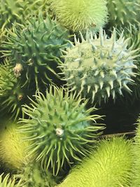 Close-up of cactus plant