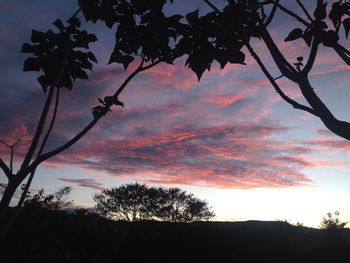 Low angle view of silhouette trees against sky at sunset