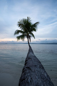 Palm tree by sea against sky