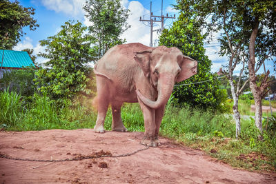 Elephant standing in a field