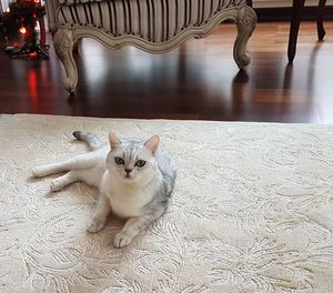 High angle view of cat relaxing on floor at home