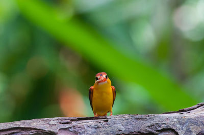 Close-up of bird perching on rock