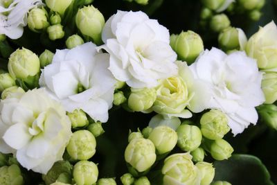 Close-up of white flowering plants